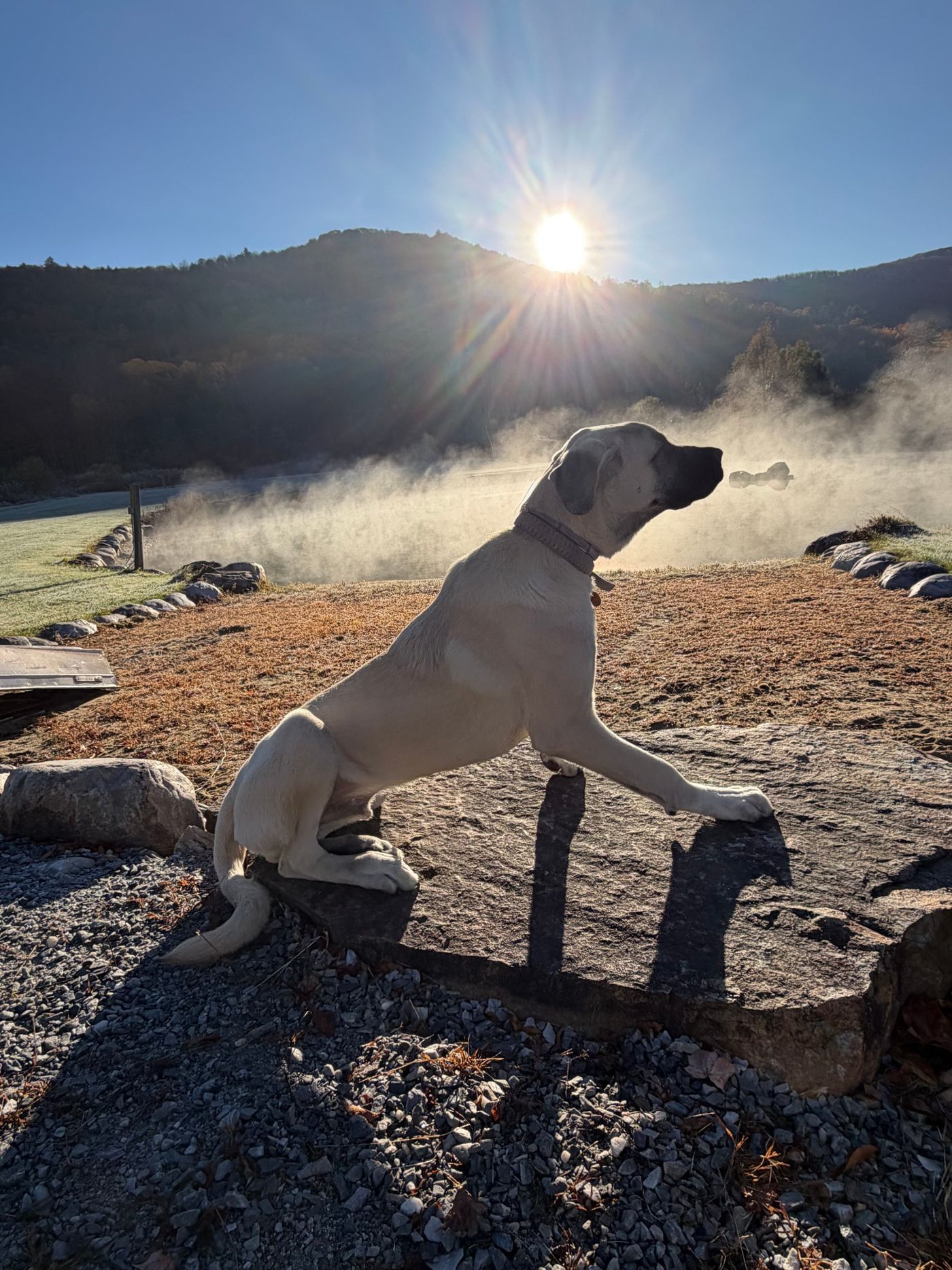 A dog sitting on a rock in morning sun and mist